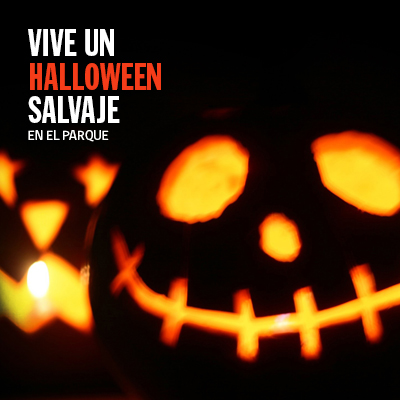 Vive este Halloween junto a tu familia en el Parque Metropolitano de Santiago